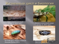 Златкабой универсальный концентрат Элис&Тор 2.5