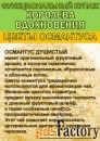 Купаж «Королева Вдохновения». Зелёный чай №95 и цветы Османтуса