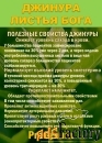 Фиточай Джинура Прокумбенс. Гинура. Сушёный лист.