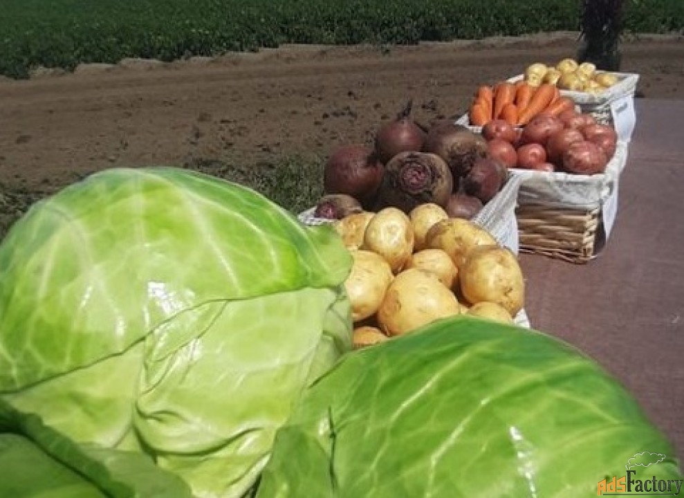 Отборные картошка, морковь, свекла, капуста и другие овощи от поставщи