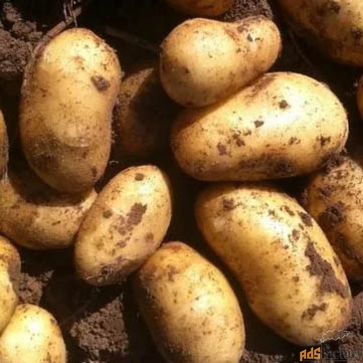 Свежий урожай на долгое хранение оптом в Алтайском крае