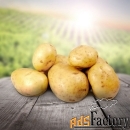 Продажа картофеля мелким и крупным оптом в Алтайском крае и по всей Ро