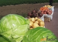 Отборные картошка, морковь, свекла, капуста и другие овощи от поставщи