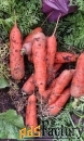 Отборные сорта моркови без трещин в Барнауле