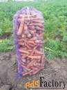 Морковь от производителя для готовки и производства сока