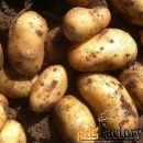 Свежий урожай на долгое хранение оптом в Алтайском крае