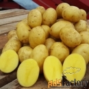 Алтайский картофель оптом для готовки, сушки, чипсов и фри