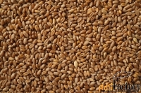 Пшеница цена за тонну