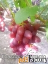 Саженцы и черенки винограда