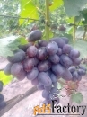 Саженцы и черенки винограда