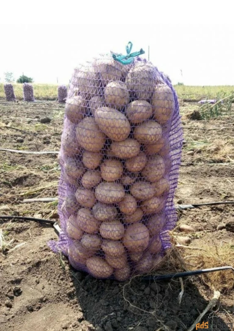 Купить молодой картофель оптом картошку