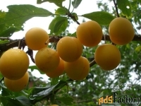 алыча prunus divaricataм царская (6 лет)