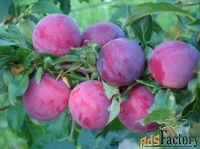 алыча prunus divaricataм кубанская комета (8 лет)