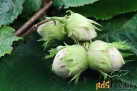 фундук corylus maxima северный (6 лет)