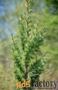 лиственница кемпфера larix kaempferi jakobsen’s pyramid (2,2-2,5м/с20)