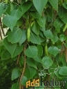 береза бумажная betula papyrifera (2,2-2,5м/с20)