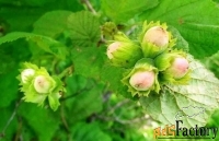 фундук corylus maxima гибрид 1 (6 лет)