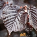 фундук corylus maxima ивантеевский красный (6 лет)