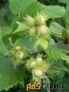 фундук corylus maxima первенец (6 лет)