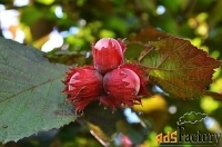 фундук corylus maxima московский рубин (6 лет)