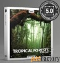 boom library tropical forests stereo  surround арт.