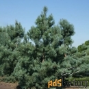 сосна обыкновенная глаука (pinus sylvestris glauca) (125-150см, сажене