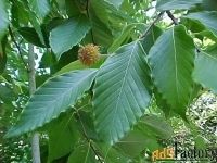 бук крупнолистный fagus grandifolia (1,8-2,2м/с15)