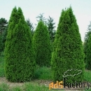 туя западная смарагд (thuja occidentalis smaragd) (трибол саженец конт