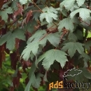 клён ложноплатановый acer pseudoplatanus atropurpureum (1,8-2,2м/с15)