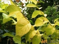 вяз шершавый ulmus glabra lutescens (2,2-2,5м/с20)