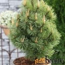 сосна горная мампитс (pinus mugo mumpitz) (40-50см, саженец конт. 25)