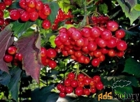 калина красная viburnum оpulus зарница (2,5-3,0м/с25)