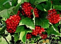 калина красная viburnum оpulus красная гроздь (2,5-3,0м/с25)