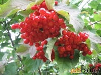 калина красная viburnum оpulus шукшинская (2,5-3,0м/с25)