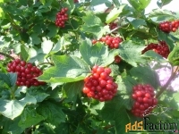 калина красная viburnum оpulus жолобовская (2,5-3,0м/с25)