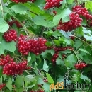 калина красная viburnum оpulus таежные рубины (2,5-3,0м/с25)