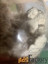 Грибная ферма Farmyc - мицелий ежовика гребенчатого на буром рисе