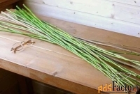 Русская йога опытным мастером для  женщин и девушек