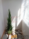 2 - комн.  квартира, 50.3 м², 5/5 эт.