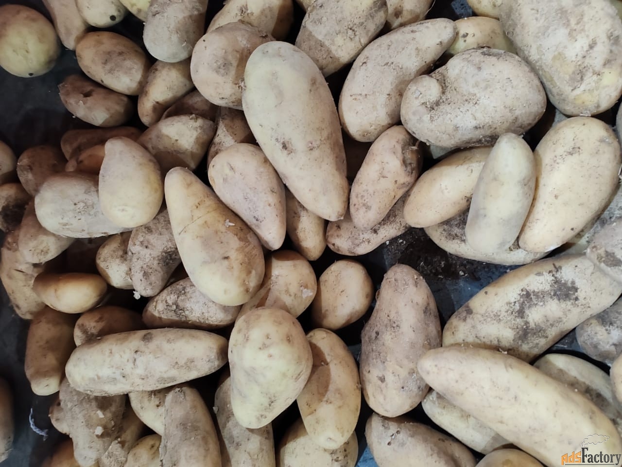 Картофель оптом.