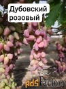 Элитный виноград оптом.
