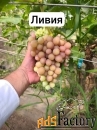 Элитный виноград оптом.