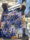 Элитный виноград оптом.