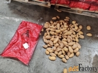 Картофель оптом.