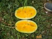 Арбузы, дыни, тыква оптом.