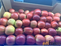 Яблоки Гала оптом.