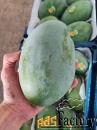 Манго оптом.