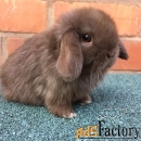 Декоративные кролики