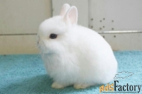 Декоративные кролики