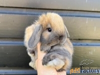 Декоративные кролики